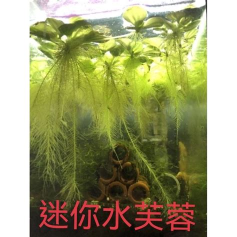 玫瑰水芙蓉風水|【玫瑰水芙蓉風水】玫瑰水芙蓉風水：小心犯桃花禁忌，5大植物。